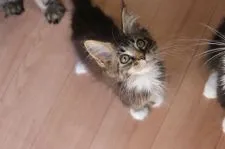 メインクーン【千葉県・女の子・2021年4月4日・ブラウンクラシックタビー&ホワイト】の写真3