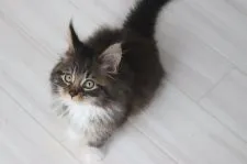 メインクーン【千葉県・男の子・2021年11月24日・ブラウンクラシックタビー&ホワイト】の写真4「ロシア生まれパパ猫」