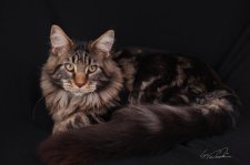 メインクーン【・男の子・2024年6月21日・ブラウンクラシックタビー】