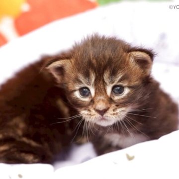 メインクーン【千葉県・男の子・2025年11月10日・ブラウンクラシックタビー】の写真「6匹兄弟の長男くんです」