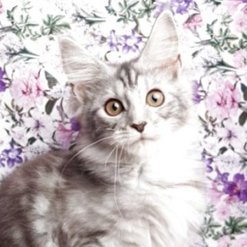 メインクーン【千葉県・女の子・2025年5月11日・シルバークラシックタビー（母親に似て毛ぶきが良いです）】の写真「可愛らしい女の子です」