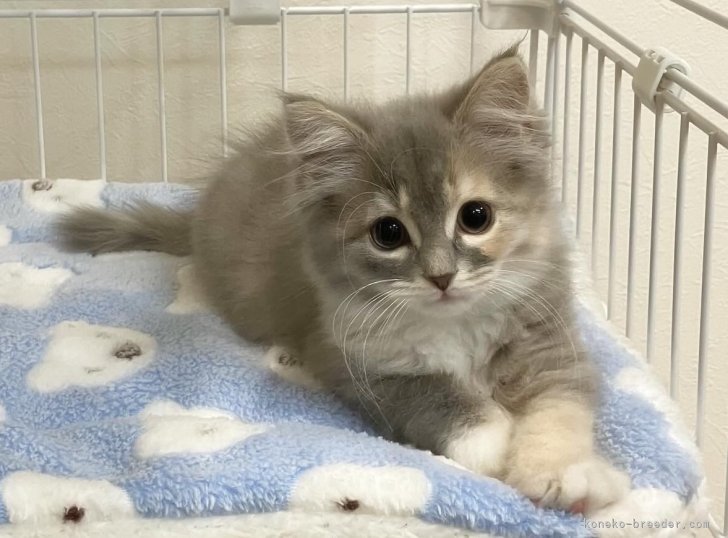 梅村光ブリーダーのブログ：お迎えありがとうございました♬*°