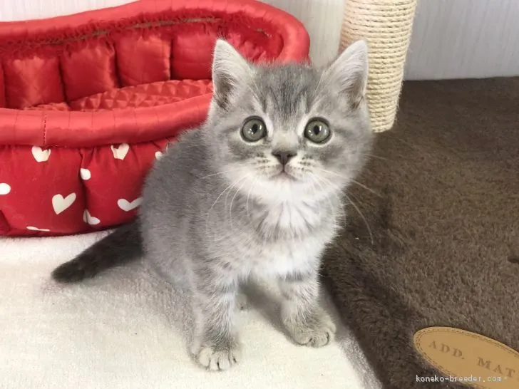 ケンボンボン 様のお迎えした子猫