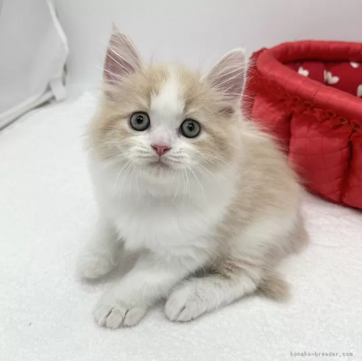 ID：2405-03910の子猫