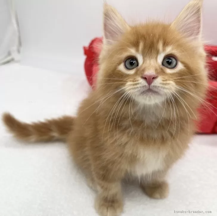 ID:2405-00682の子猫