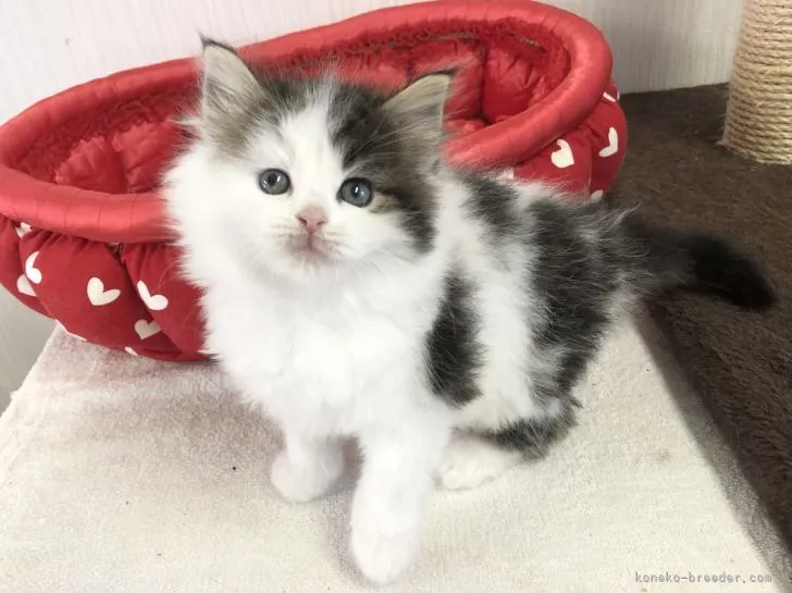 ID：2104-01815の子猫