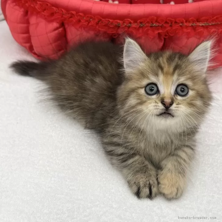 ID：2404-03557の子猫