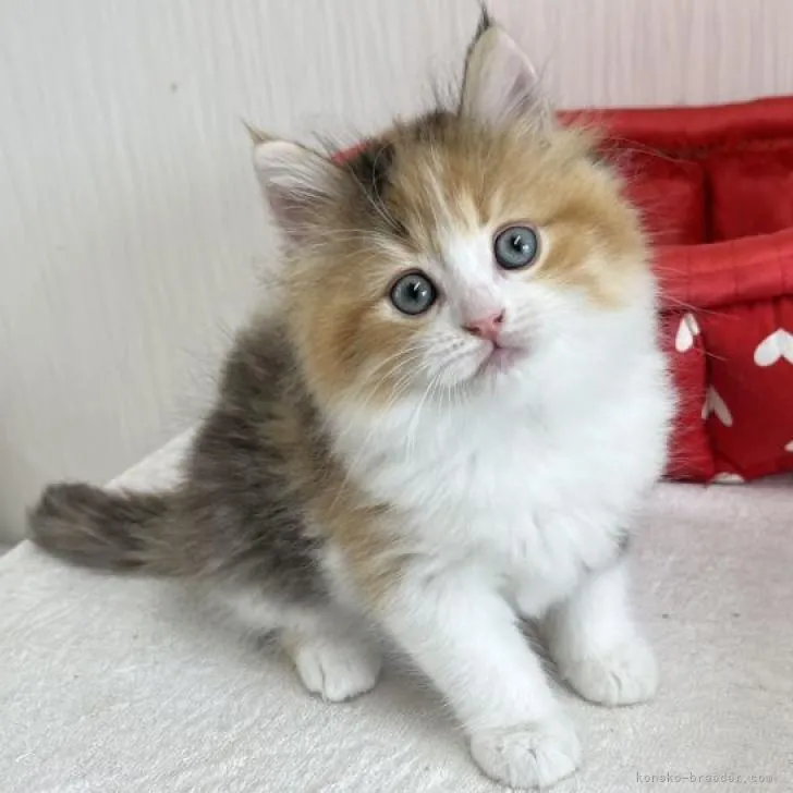 ID:2210-03185の子猫