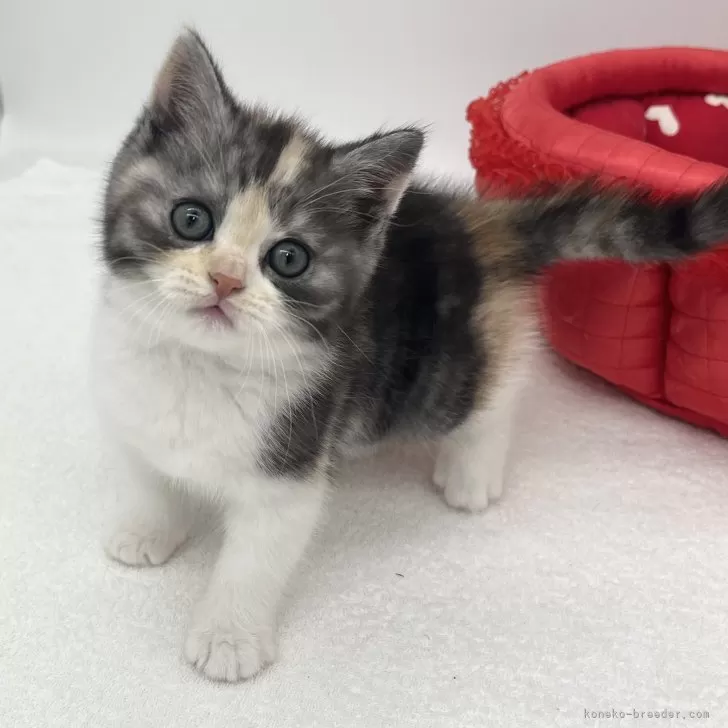 ID：2412-00805の子猫