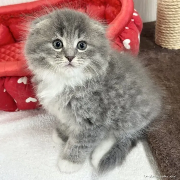 ID：2303-01961の子猫