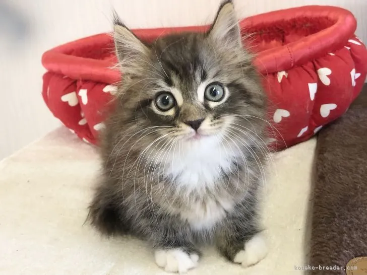 ID：2110-00301の子猫