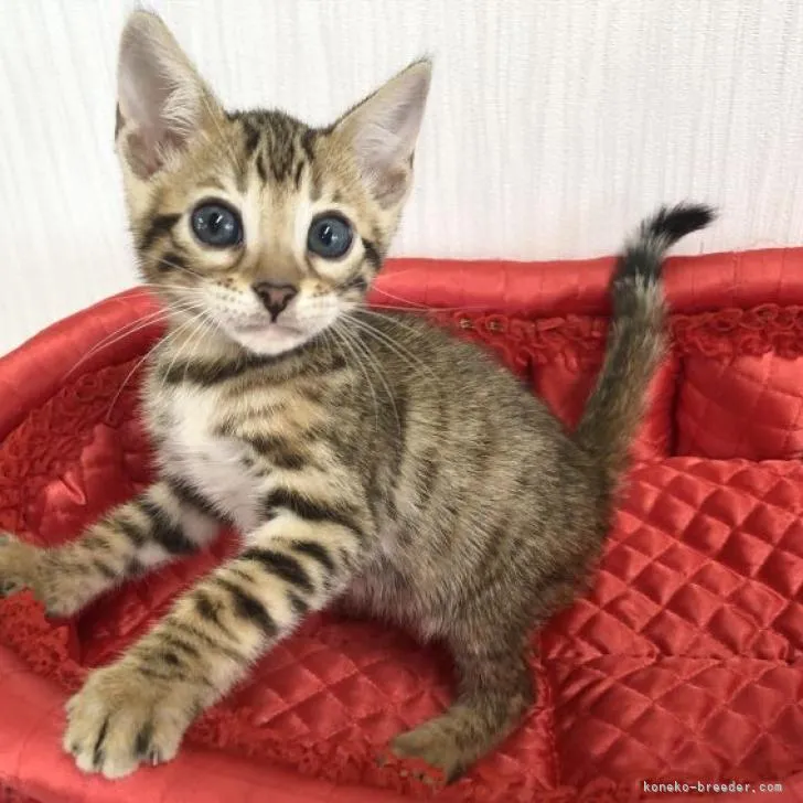 A.K 様のお迎えした子猫