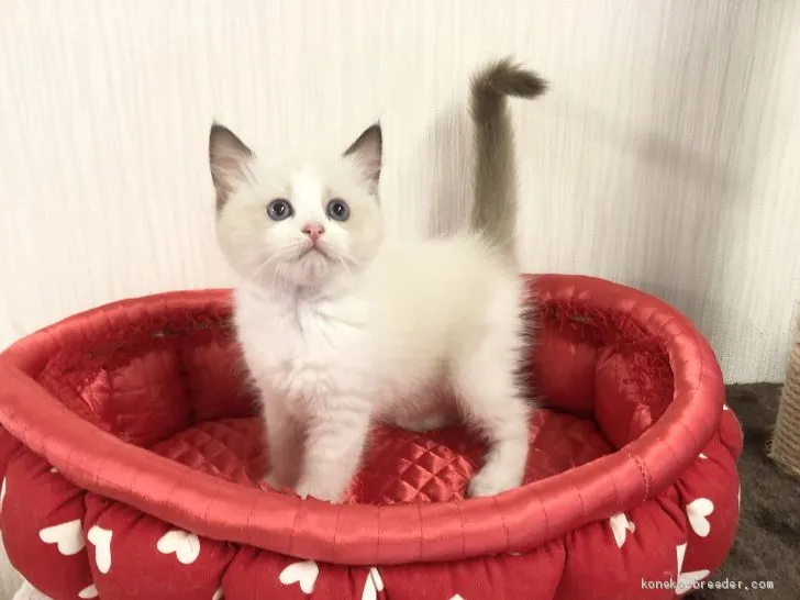 ID:2007-01097の子猫