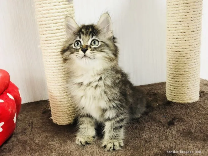ナナ 様のお迎えした子猫