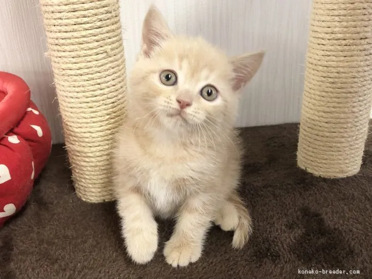 ID:2101-01433の子猫