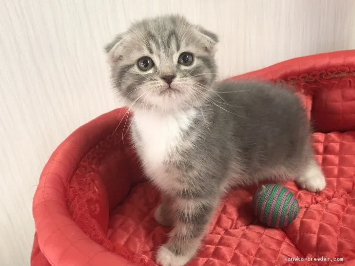 ID:2102-00452の子猫
