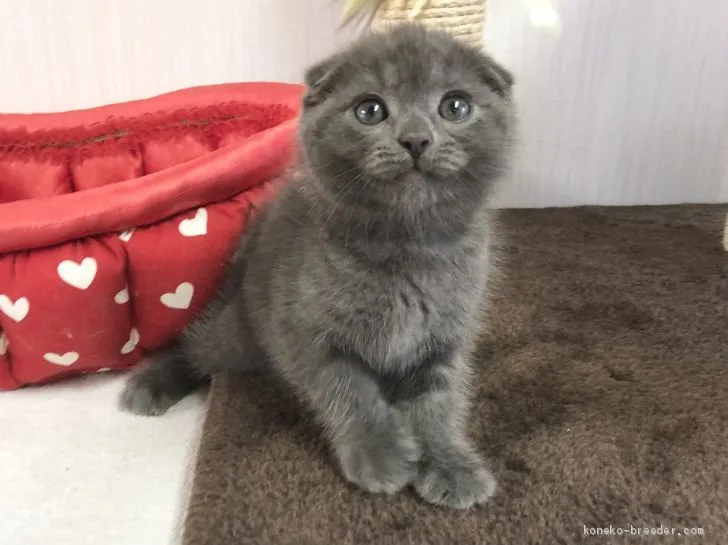 ID:2102-00457の子猫