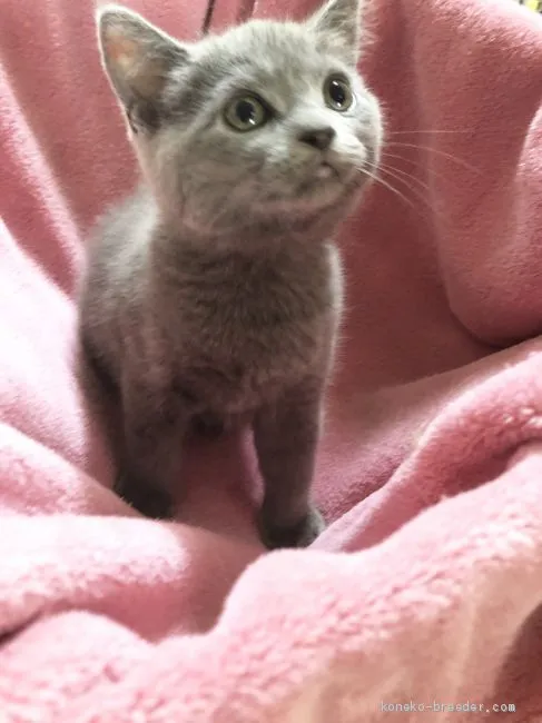 ID:1906-00726の子猫