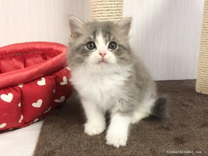 ID:2011-00076の子猫