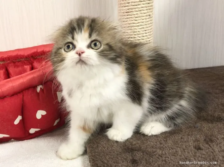 ID：2009-00447の子猫