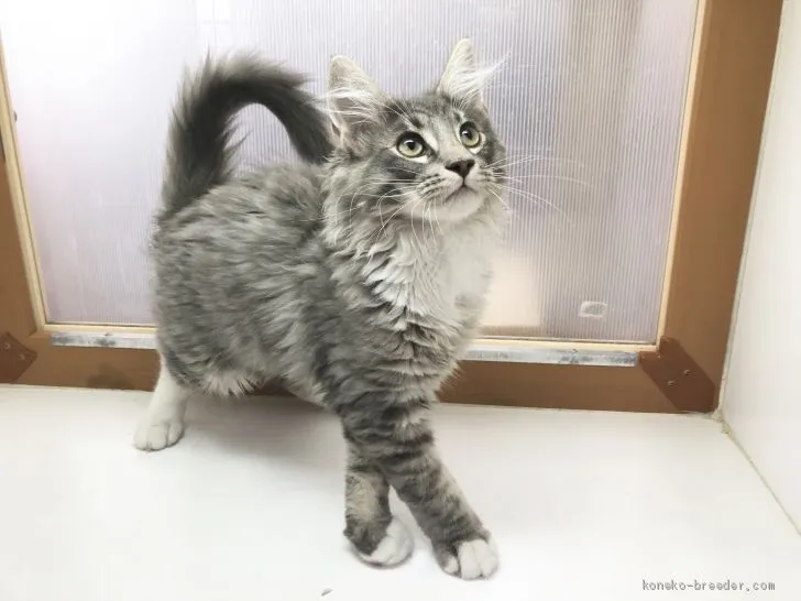 ID:1906-01338の子猫