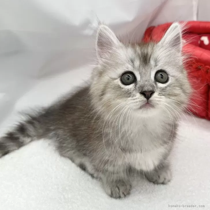 ID:2407-00874の子猫