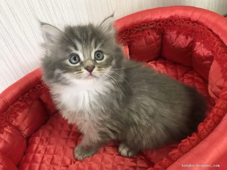 ID：2011-01395の子猫