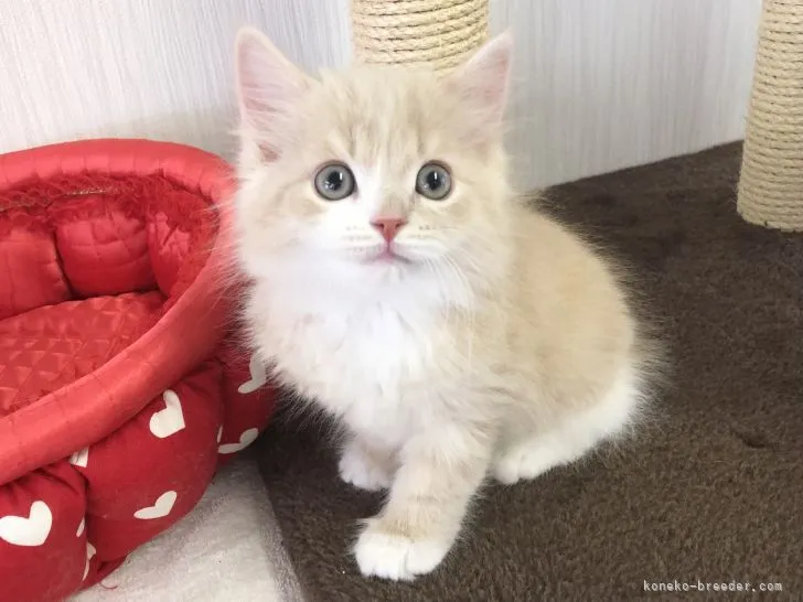 ID:2104-00895の子猫