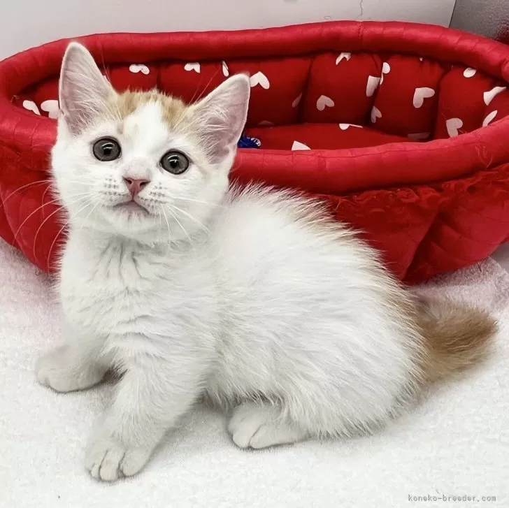 ID：2407-00057の子猫