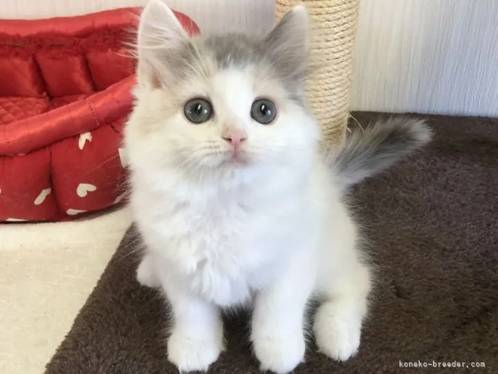 ID:2108-02523の子猫