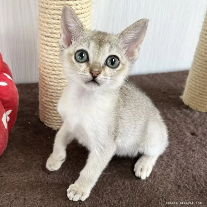 ID：2304-02826の子猫