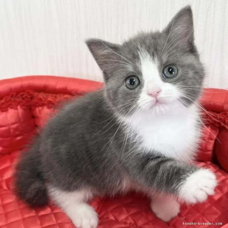 ID:2303-00557の子猫