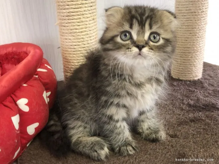 ID:2108-01257の子猫
