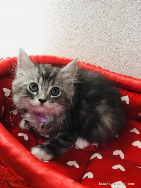 ID：2006-01296の子猫