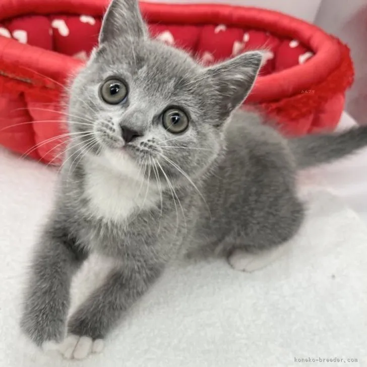 ID:2310-00819の子猫