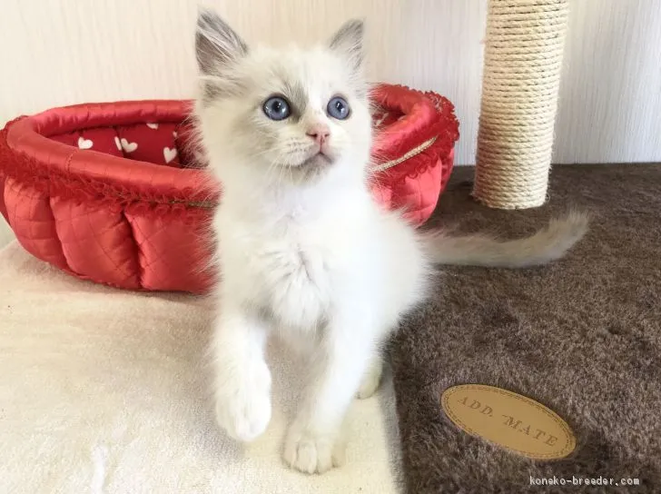 tomoya 様のお迎えした子猫
