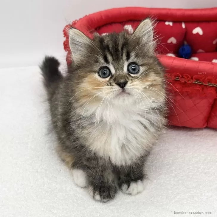 ID：2409-00610の子猫