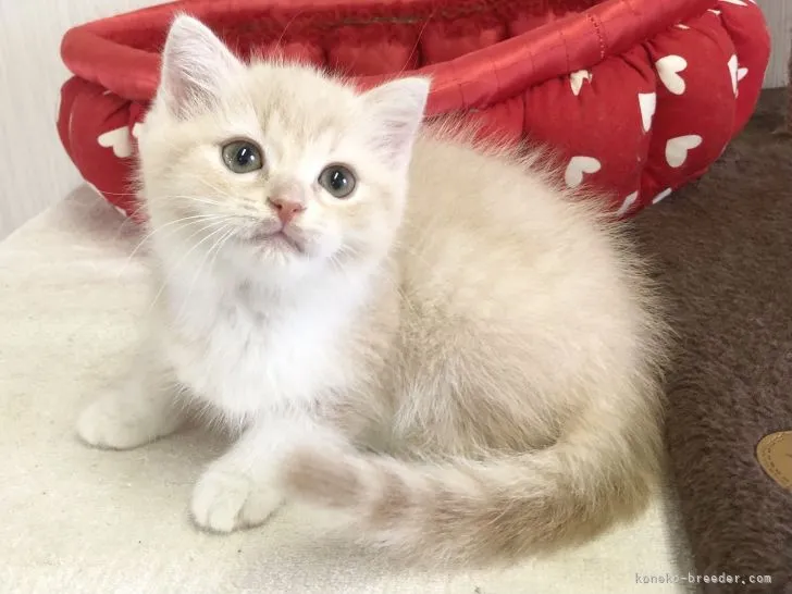 ID：2108-00852の子猫