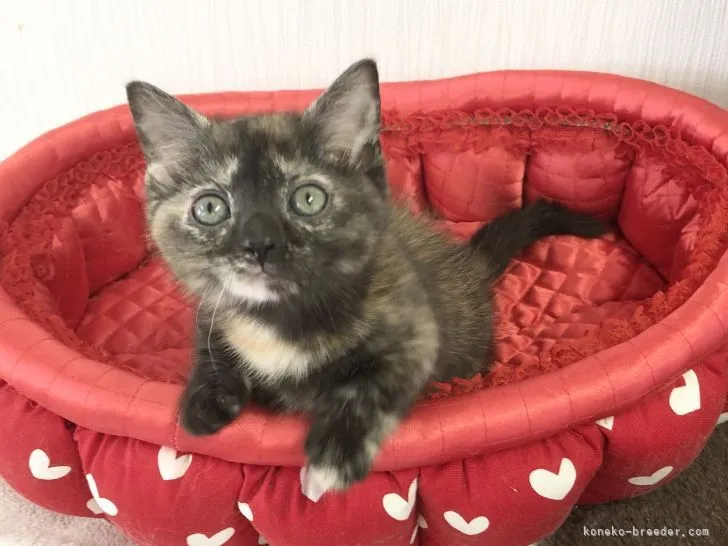 ID：2104-00965の子猫