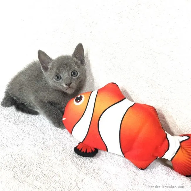 まつ 様のお迎えした子猫
