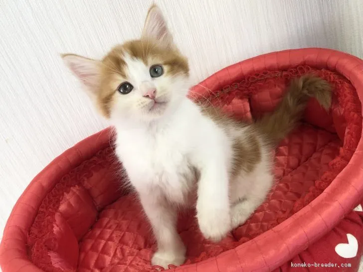 ID:2012-00247の子猫
