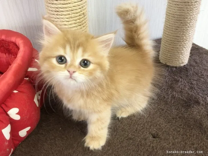 ID:2108-01266の子猫