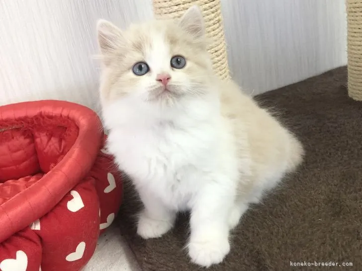 ID：2104-01551の子猫