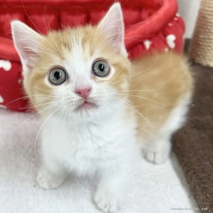 ID:2304-01935の子猫