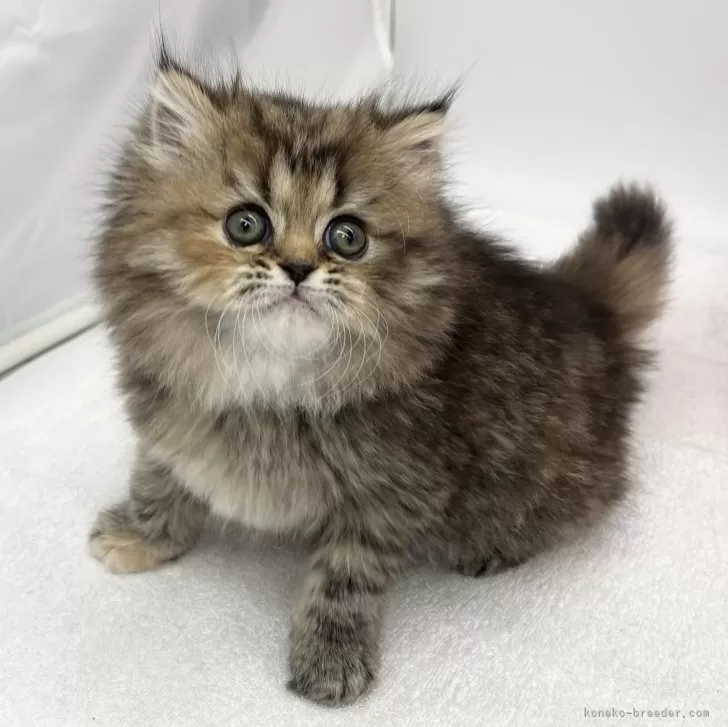 ID：2402-01023の子猫