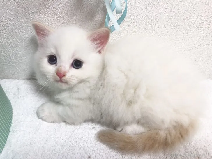 ID:1907-01060の子猫