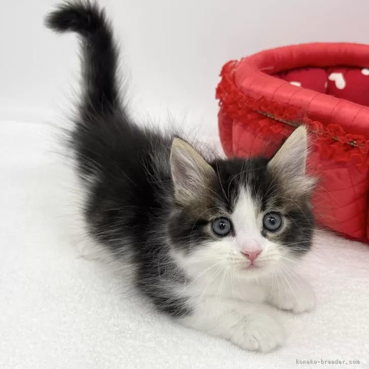 ID:2409-00971の子猫