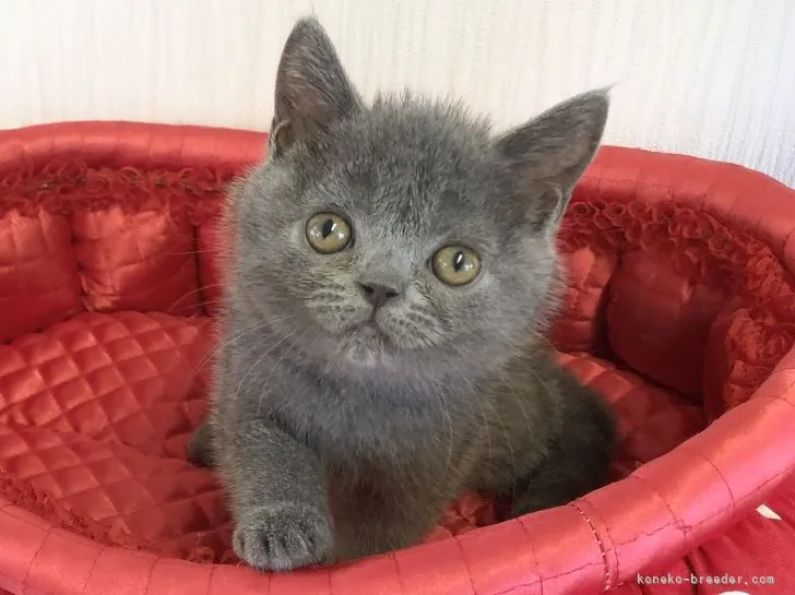 ID:2108-00536の子猫