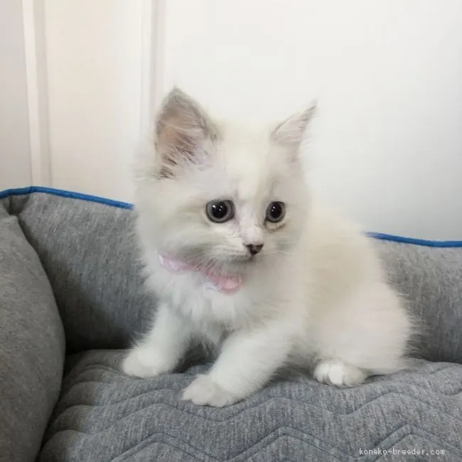 ID:2004-02178の子猫