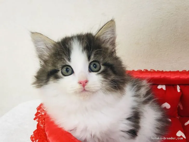 小島M 様のお迎えした子猫